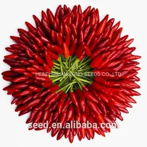 Hybrid Hot Chili Pepper Seeds Capsicum Seeds With Competitive Price thumbnail-3
