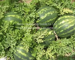 Cery Chinese Crimson Oval Watermelon Seed thumbnail-1