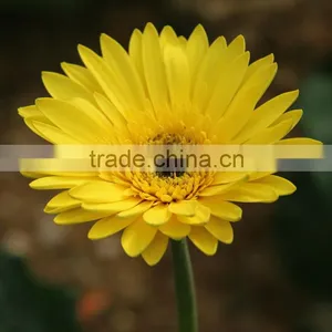 Fresh Champagne Flowers of Gerbera thumbnail-3