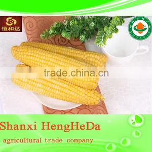 China Supplier as Gift for Child Yellow Waxy Corn thumbnail-4