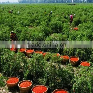 Good Quality Gojiberry in Good Price thumbnail-1