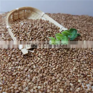 Roasted Buckwheat Kerner With Best Price thumbnail-4