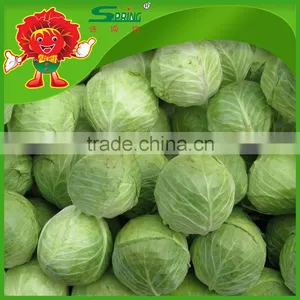 Brands Green Cabbage Cabbage Without Pollution thumbnail-6