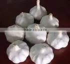 Fresh Pure White Garlic thumbnail-1