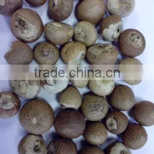 BETEL NUT thumbnail-3