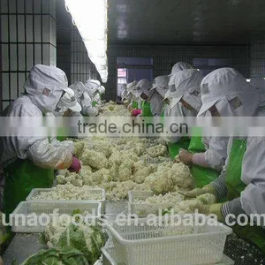 Common Cultivation Frozen Style Chinese Frozen Cauliflower thumbnail-2