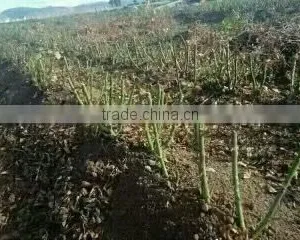 2 -5 Years and 30-120cm Rosa Rugosa Seedlings For Beautiful Roses thumbnail-2