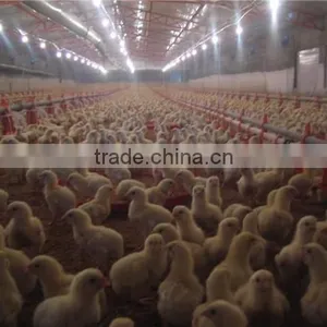 Auto Controlled Chicken Breeding Machine Poultry Breeding Equipment thumbnail-4