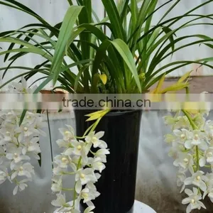 Horticultural Grade Diatomaceous Earth Potting Soil and Hydroponic Growing Medium thumbnail-2