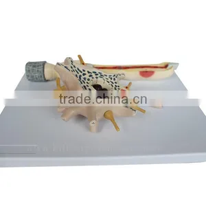 Neuron Education Human Body Biological Model Teaching Aids thumbnail-2