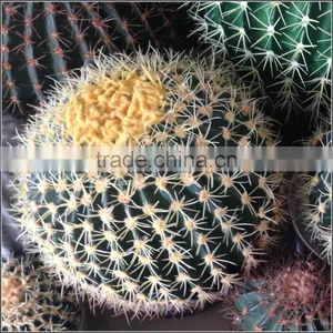 High Quality Export Artificial Cactus Ball Fake Cactus Plant thumbnail-1