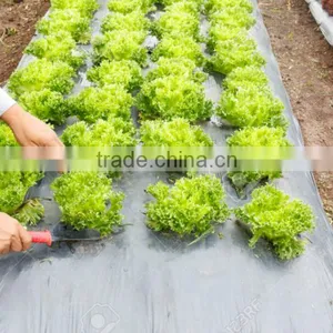 Cheap Price Agriculture Black Plastic Ground Cover thumbnail-6