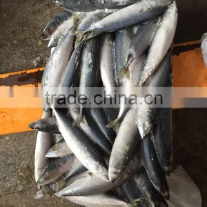Below 150g Frozen Pacific Mackerel thumbnail-4