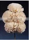 BELY GROOV Sola Handmade Flowers thumbnail-1