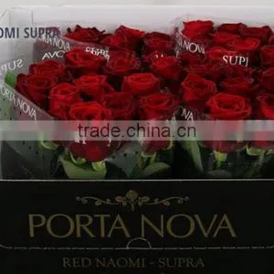 ROSE RES NAOMI SUPRA thumbnail-1