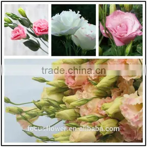High Quality Fresh Lisianthus Cut Fresh Eustoma From China thumbnail-1