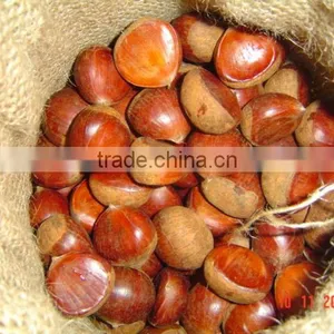 Chinese Fresh Chestnut 2014 thumbnail-1