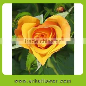 Natural Promotional Preserved Rose Flower for Home Decoration thumbnail-1