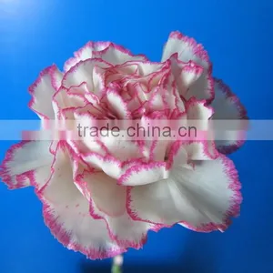 Wide Varieties Promotional Single Stem Carnation for Decoration thumbnail-2