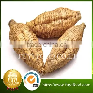 Chinese Vegetable Fresh Arrow Root on Sale thumbnail-1