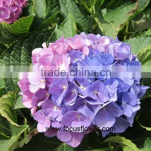 Best Seller Real Touch Hydrangea From Kunming Flower Exporter thumbnail-3