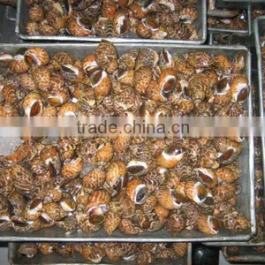 IQF Top Shell (Babylonia) Whole thumbnail-1