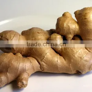 FRESH GINGER AND DRIED GINGER VIETNAM PACKING IN MESH BAG OR CARTON thumbnail-3