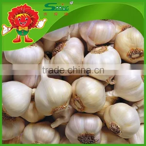 Chinese Cheap Garlic Wholesale Garlic 5.0-6.0cm China Garlic Price 2013 thumbnail-1
