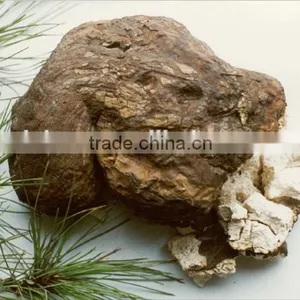 Spary Dried Instant Good Quality Poria Cocos Extract Powder , Fuling Powder thumbnail-1