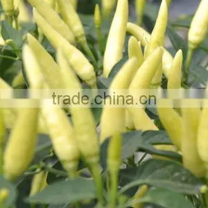 Hot Sale Hybrid Yellow Chili Pepper Seeds-Xin Shu thumbnail-1