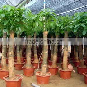 Pachira Macrocarpa of Indoor Outdoor Ornamental Bonsai Plants thumbnail-3