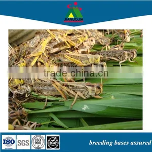 Locust Tub Sanimal Tortoise Food Feed thumbnail-1