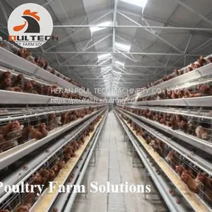 160 Birds of A Type Layer Chicken Cage Equipment With Automatic Equipment thumbnail-4