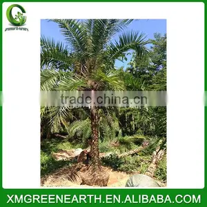 Phoenix Dactylifera Palms Trunk 3m (2) thumbnail-2