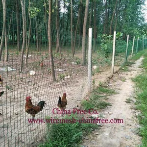 Chicken Wire - Chicken Wire Netting - Hexagonal Wire Mesh thumbnail-2