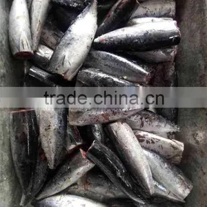 HACCP EU HGT Frozen Bonito Fish and Auxis Thazard thumbnail-6