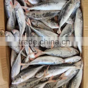 2015 New Coming Sea Frozen Horse Mackerel thumbnail-6