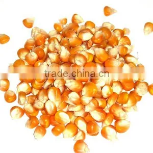 YELLOW CORN for Animal Feed thumbnail-1