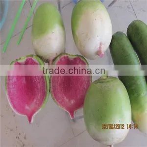 2016 New Crop Fresh Radish Price thumbnail-4