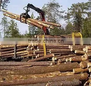 RUSSIAN Timber Log / Sawlogs /Wood Round Logs / Lumber /PINE / SPRUCE / LARCH / BIRCH thumbnail-3