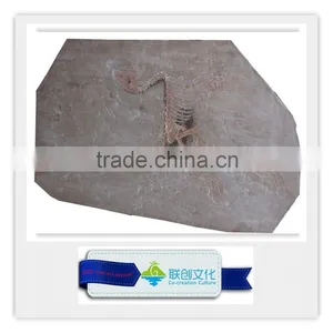 Popular Bone Fossil Replica of Dinosaur Bones thumbnail-4