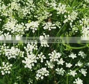 Pure Cumin Oil | 100% Natural Cumin Oil From India(BORG EXPORT) thumbnail-4