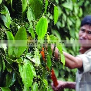 White Pepper Seeds 630G/L Cheap Price Sale(website: HANFIMEX08) thumbnail-5
