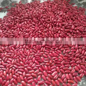 British Type Red Kidney Beans thumbnail-1