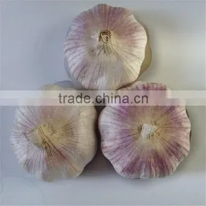 Red Garlic thumbnail-2