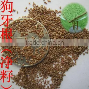 2016 New High Quality Grass Seeds Bermuda Grass Seeds For Sale thumbnail-1