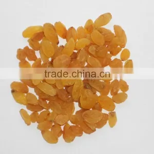 INDIAN EXPORTER YELLOW RAISIN thumbnail-1