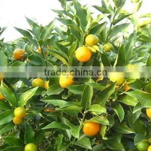 Fresh Seedless Sweet Orange Tree Seedling thumbnail-3