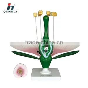 Peach Blossom thumbnail-1
