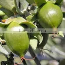 Jojoba Oil thumbnail-1